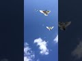 Агасиевские голуби Артака