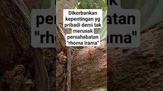 Download Lagu pengorbanan #rhomairama #lagurhomairama @ainurainur1402 MP3