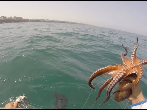What a day... i catch some octopus with a new technique