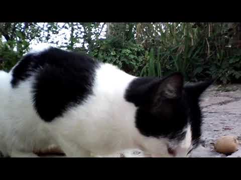 Video: Բուժում է հեմատուրիան կատուներում - Արյան մեզի մեջ կատուների մեջ