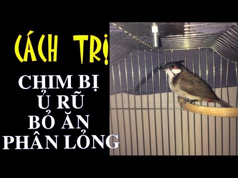 Video: Làm Thế Nào để điều Trị Cockatiel