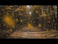 Detailed sounds of rustling leaves falling and wind blowing through the forest trees in late autumn