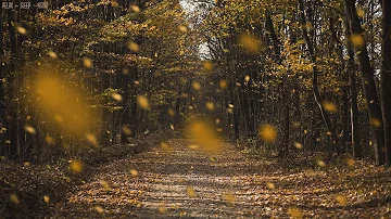 Detailed Sounds of Rustling Leaves Falling and Wind Blowing through the Forest Trees in Late Autumn