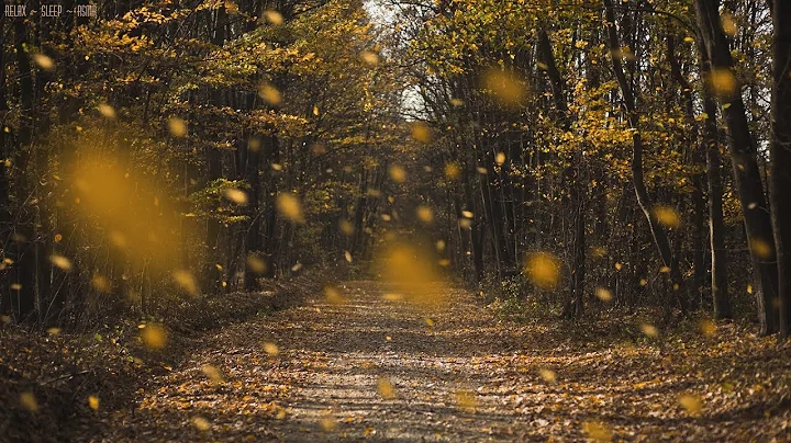 Detailed Sounds of Rustling Leaves Falling and Wind Blowing through the Forest Trees in Late Autumn - DayDayNews