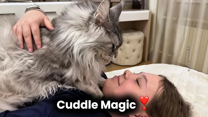 Video 11137961: maine coon cat purr, maine coon cats love, cuddles purrs, cutest purrs