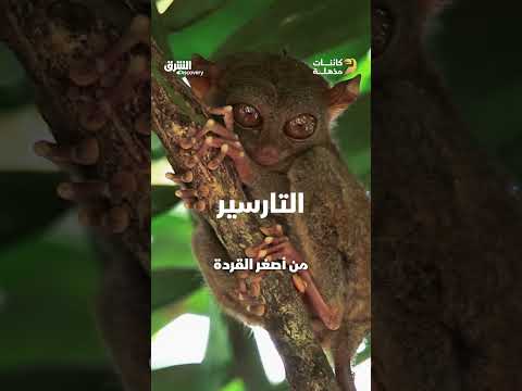 نسخة مصغرة من الأسد