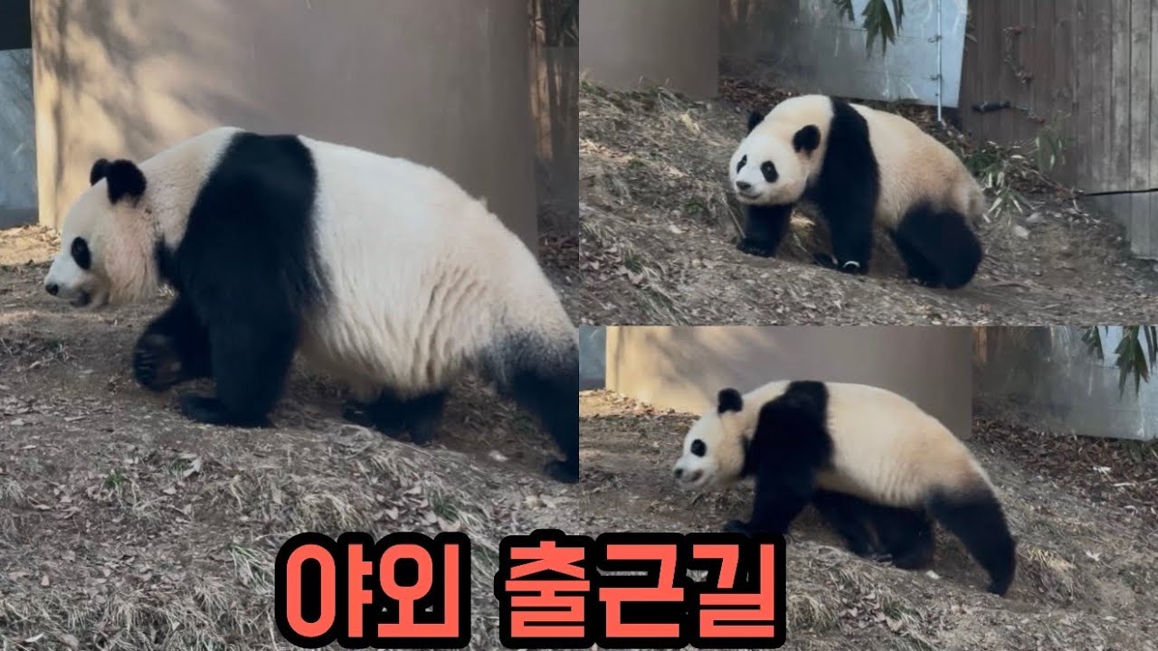 작년 오늘, 루후 600일🍼 성격이 보이던 세모녀의 야외출근길ㅋㅋㅋ🐼🥰