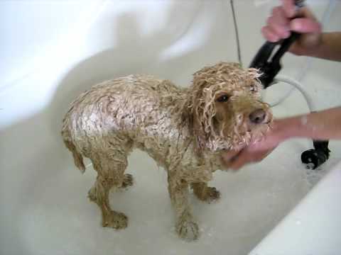 Jennifer talks about dogs and owners at the Purr-fect Paws Grooming Salon, Hollister California 831-630-3040. Jack D. Deal Internet Commercials jddeal@jddeal.com