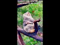 Sunday Vibe🍲🐨#sunday #calm #wildlife #animals #reels