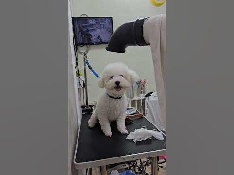 구름이 미용 !!!! 입금전 상태 ㅎㅎㅎㅎ #구름이 #비숑 #미용전 #입금전 #강아지 #일상 - Youtube
