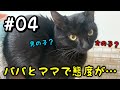【野良猫 保護】性別確定！名前も決まりました🎊