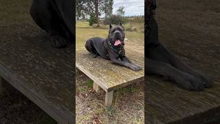 Training my Cane Corso….         #corso #canecorso #dog #canecorsolovers #dogbreed #mastiff