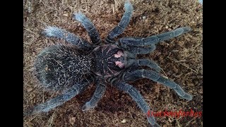 Спаривание Xenesthis immanis / Xenesthis immanis mating Спаривание Xenesthis immanis / Xenesthis immanis mating
