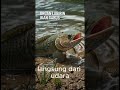 "Ikan Indonesia Ini Bisa Jalan di Darat — Bukan Hoax!"