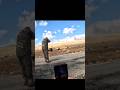 Встреча с диким кабаном на близкой дистанции #wildlife #hunting #охота #chasse