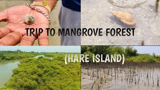 /A TRIP TO HARE ISLAND (MUYAL THEEVU)/MANGROVE FOREST/HERMIT CRAB/PERWINKLE SNAIL/CORAL REEF/