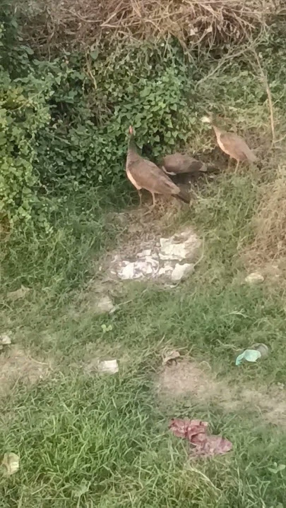 Morni Jungle Mein | Jhankar Beats | Gulshan Jhankar Studio