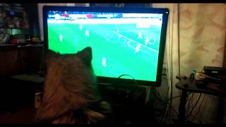 Собака смотрит футбол | Dog watching football Собака смотрит футбол | Dog watching football