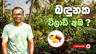 පොඩි පෝච්චියක පිරෙන්න අඹ | Easy Mango Growing Guide | Ceylon Agri | Episode 488