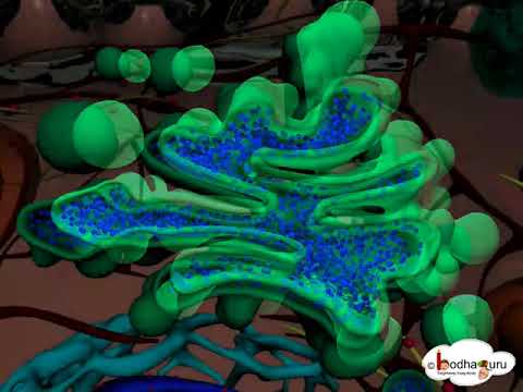 Golgi Apparatus - Structure and function of Golgi body - 3D animation  - in English