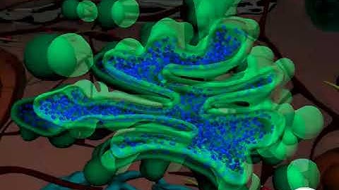 Golgi Apparatus - Structure and function of Golgi body - 3D animation  - in English