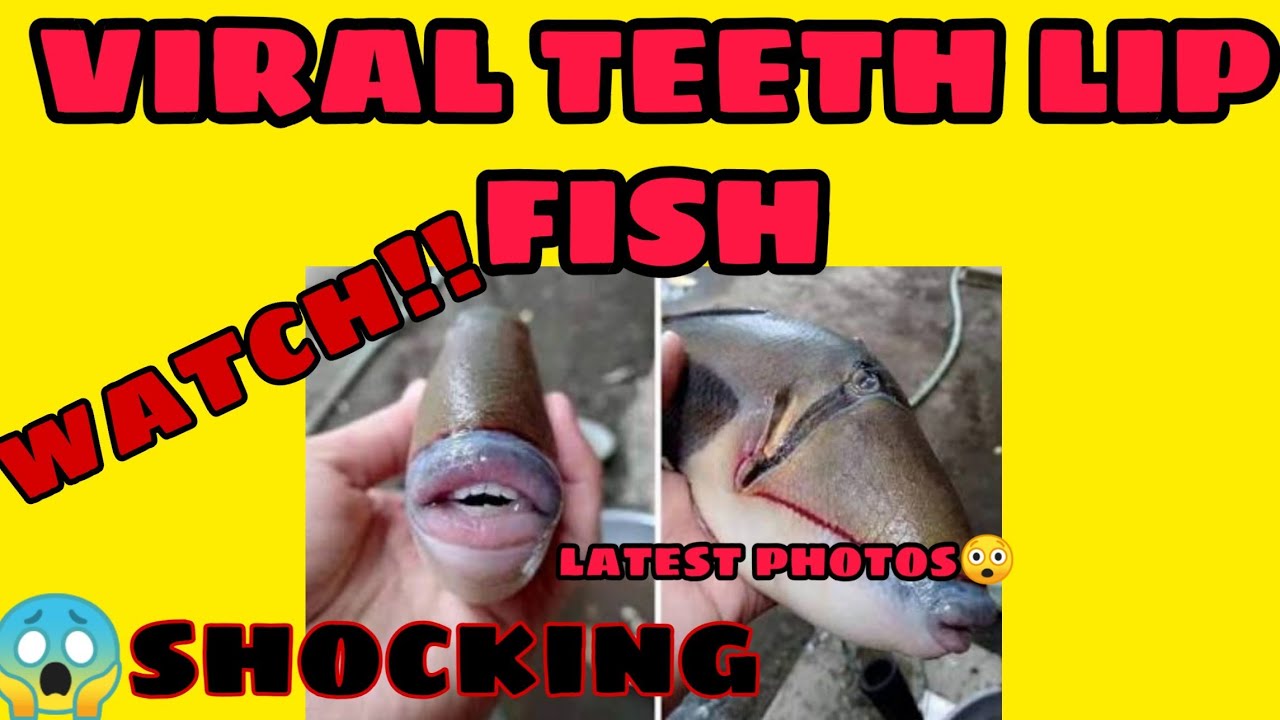 Viral human teeth lip fish, viral fish Malaysia new trending photos of ...