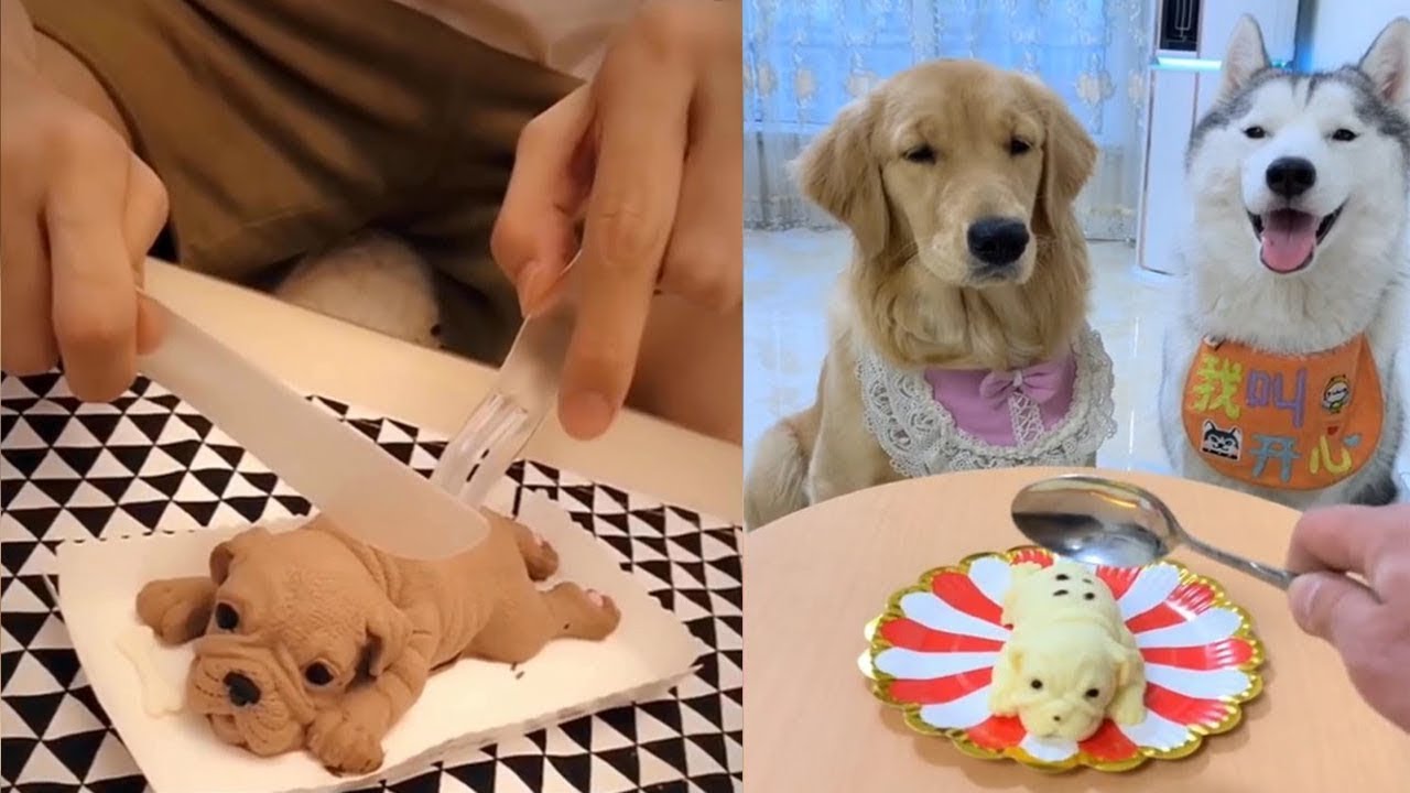 ULTIMATE Funniest DOG Fails Reactions 2021 | Funny Dogs and Cats
