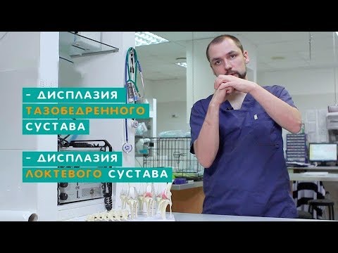 Дисплазия суставов у собак. Врождённые аномалии опорно-двигательной системы