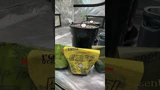🧩 First Top Dress: Day 20 Dry Amendments #Autoflower #livingsoil #garden #seedling #gardening