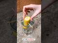Crazy Trick To Grow Banana 🍌 Tree from Fruit 🤯 #plants #garden #gardentips #shorts