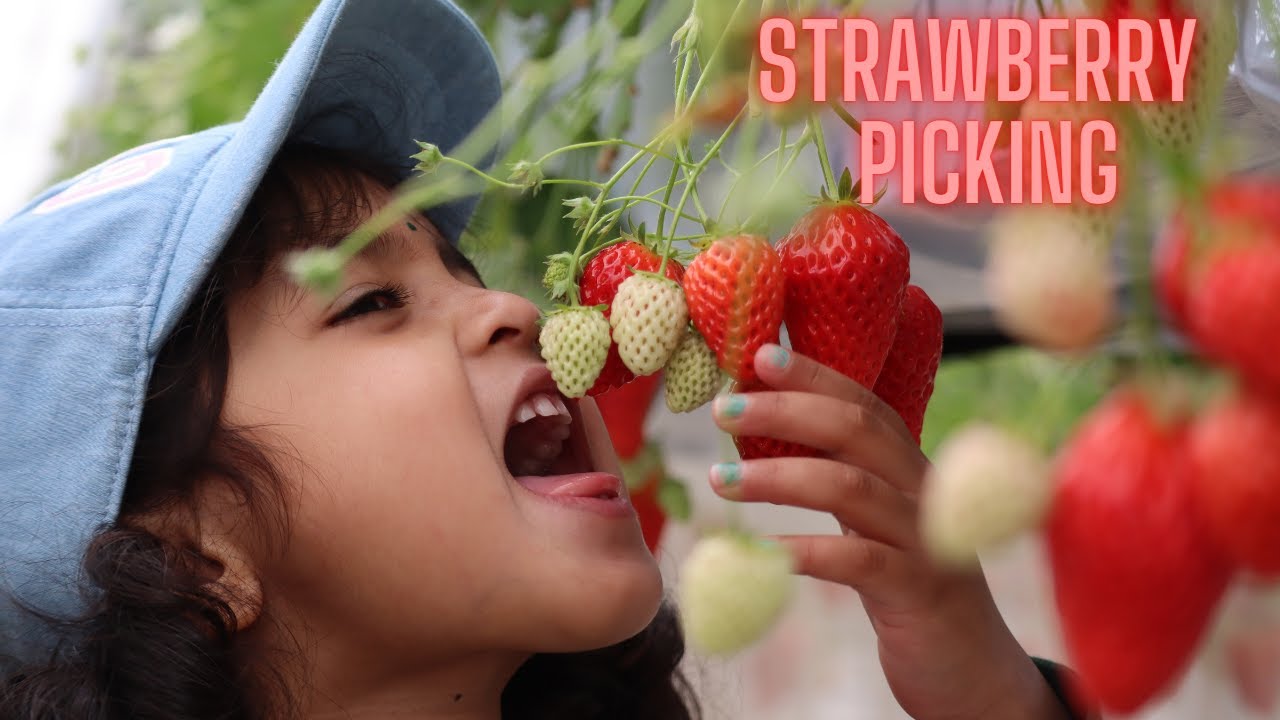 Strawberry Picking Japanese Strawberry farm Experience Natural
