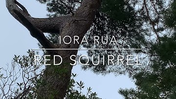 Red Squirrel climbs on a Scots Pine tree