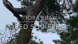 Red Squirrel climbs on a Scots Pine tree