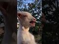 #goat