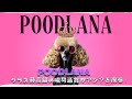 Poodlana: クラス最高級の暗号通貨がアジアを席巻！