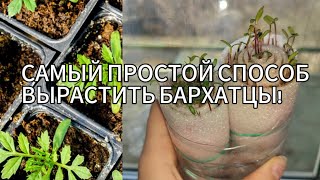 Рассада бархатцев способом улитка. Всхожесть 100%