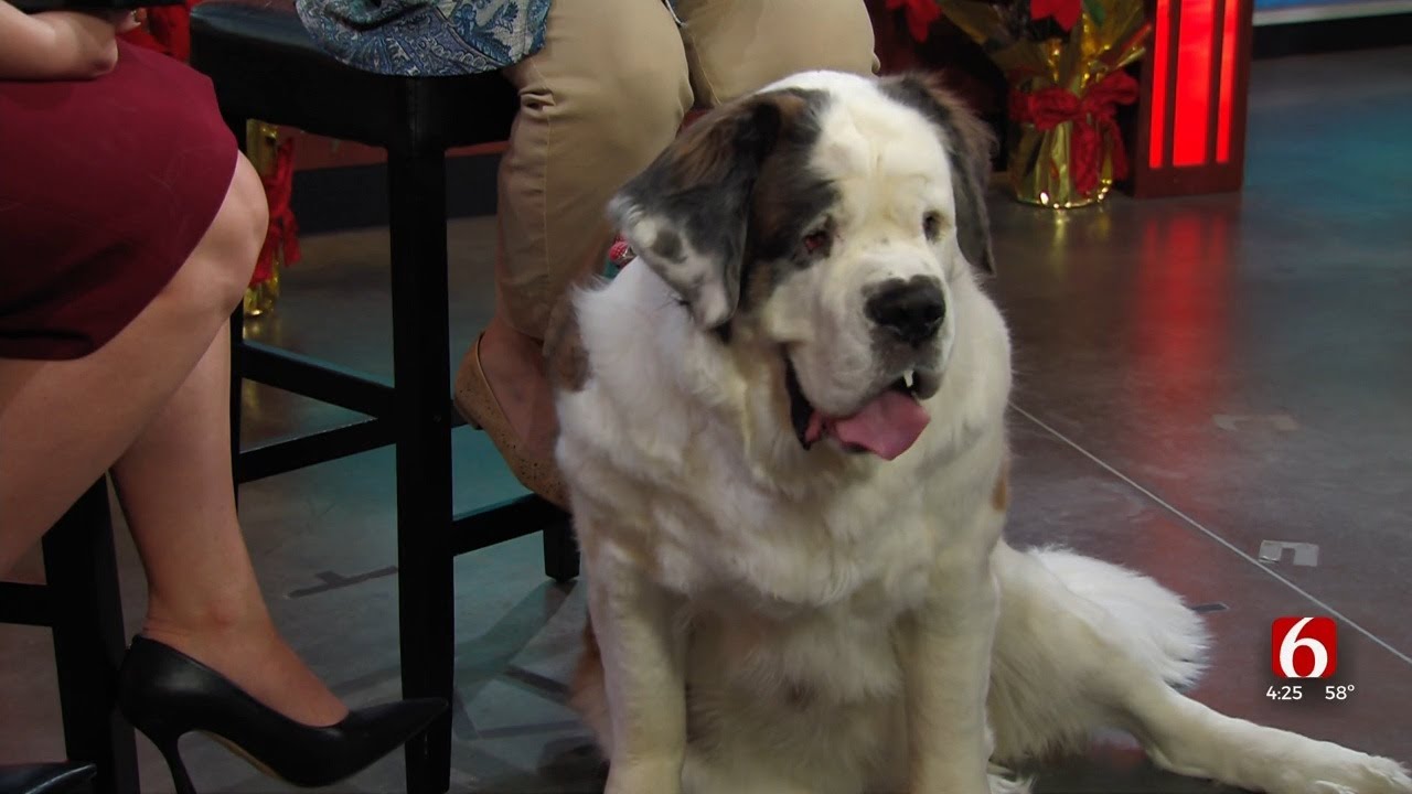 American Kennel Club Honors Tulsa Therapy Dog With Canine Excellence