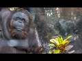 Mating process of Bornean orangutans: Vandu & Raba 1/₂