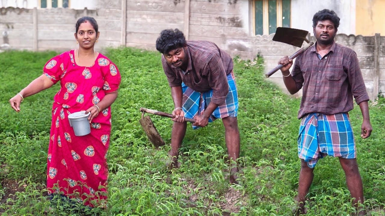 நம்ம வயல்ல கலை எடுத்துட்டு உரம் தெளிச்சாச்சு 🌾😍 #karthikgowri @Karthik Gowri