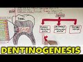 Dentinogenesis - Dentin Composition, Structure, Types and Formation