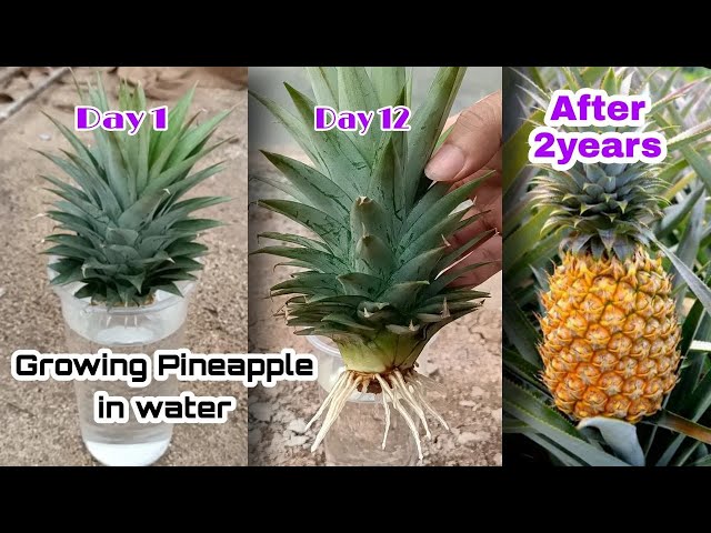 How to Grow Pineapple with Water at Home / Growing Pineapple Plants In Containers by NY SOKHOM class=