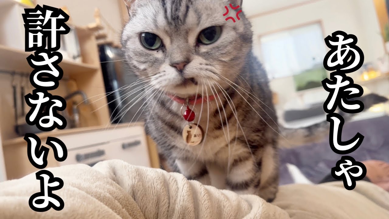 あたしゃ許さないよ 』 #猫 #アメリカンショートヘア - YouTube