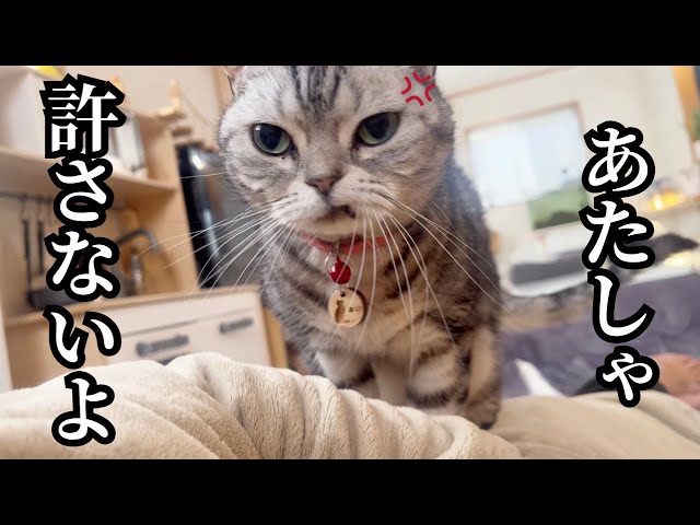 あたしゃ許さないよ 』 #猫 #アメリカンショートヘア - YouTube