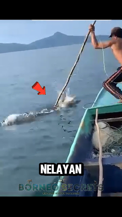 Bukan Paus Tapi Buaya Air Asin yang di Buru #shrots #predator #buaya #nelayan