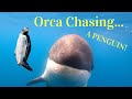 ORCA CHASING PENGUIN in Antarctica (AMAZING!)