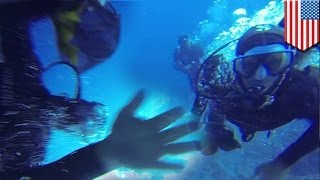 Scuba diving attempted murder? Diver Rene Umberger's air ripped from her mouth 50ft underwater