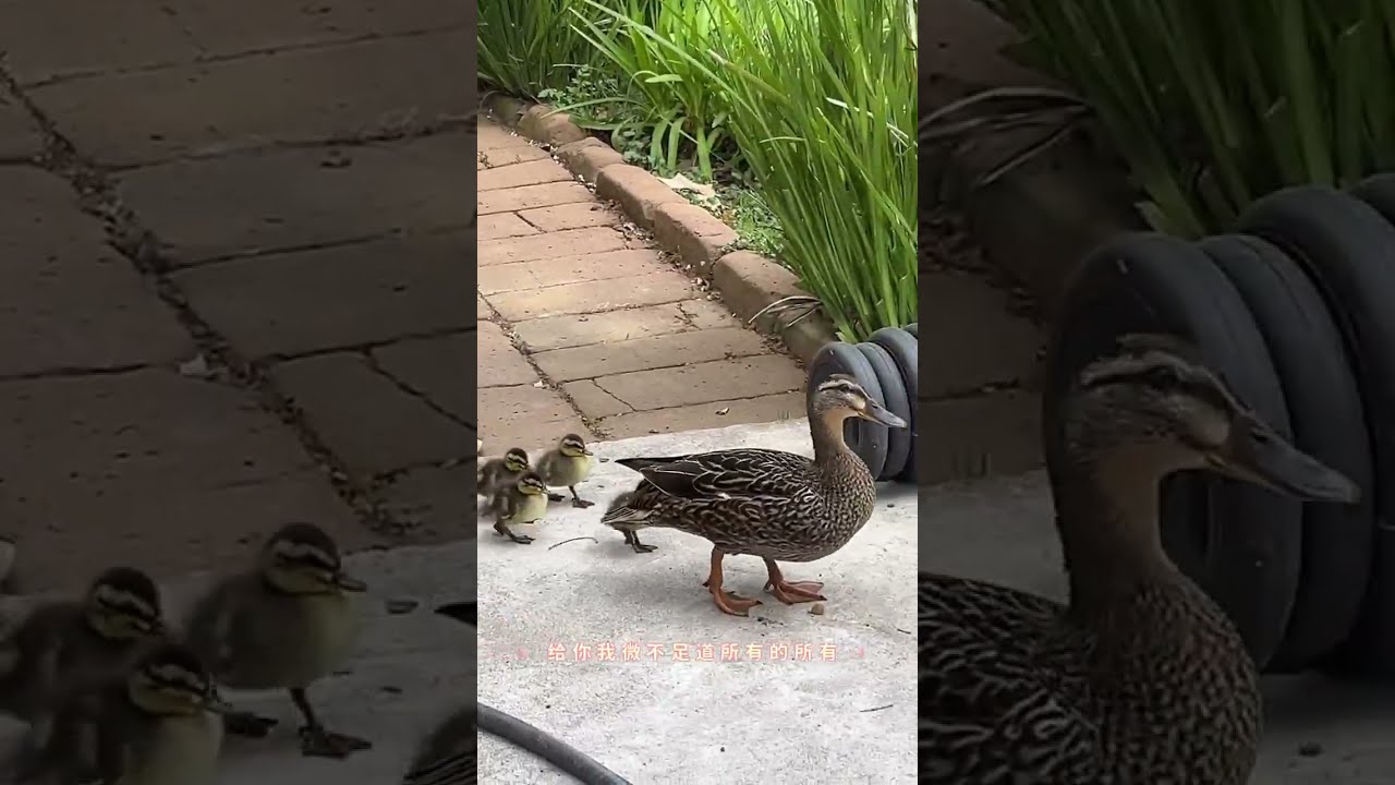 The World Is Big, Mom Is Home｜Mother Duck & Ducklings 世界很大
