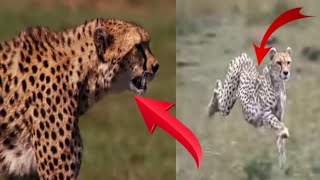 Hyenas Really Want To Save Impala From Leopard Hunting King Hyena Steal