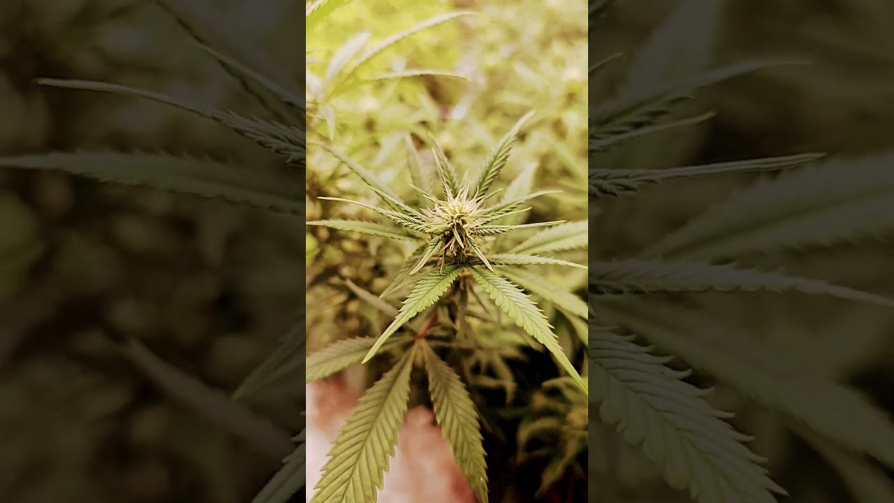 bad azz kush by barneys farm 