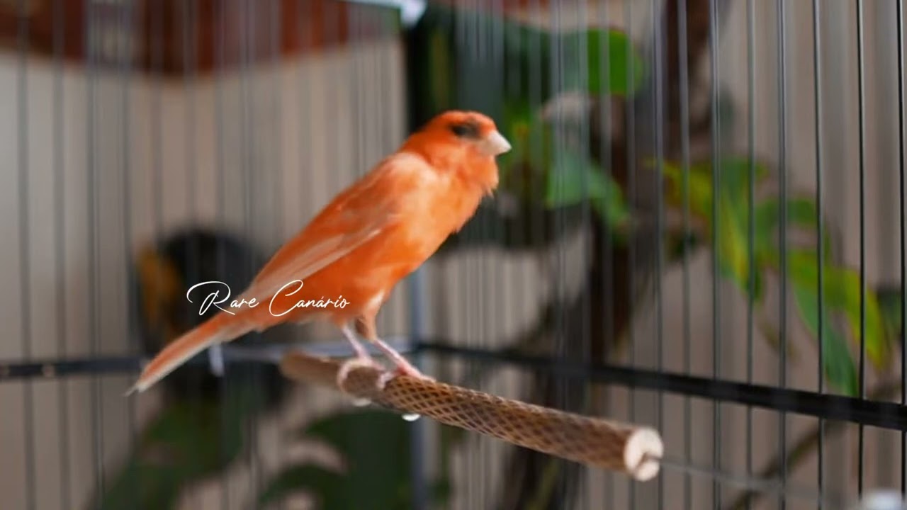Raro canto canário. muito bom para o seu mestre canário  HD  - Rare Canário